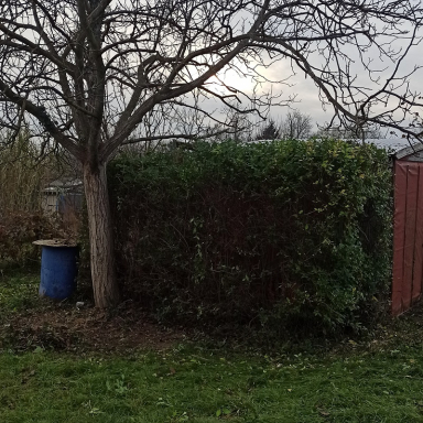 Házikert -gondozás