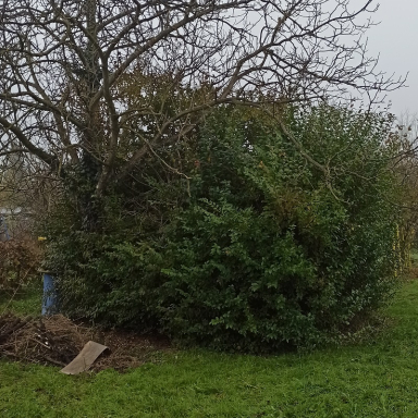 Házikert -gondozás