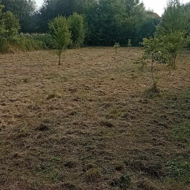 Házikert -gondozás